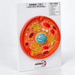 Animal Cell Model